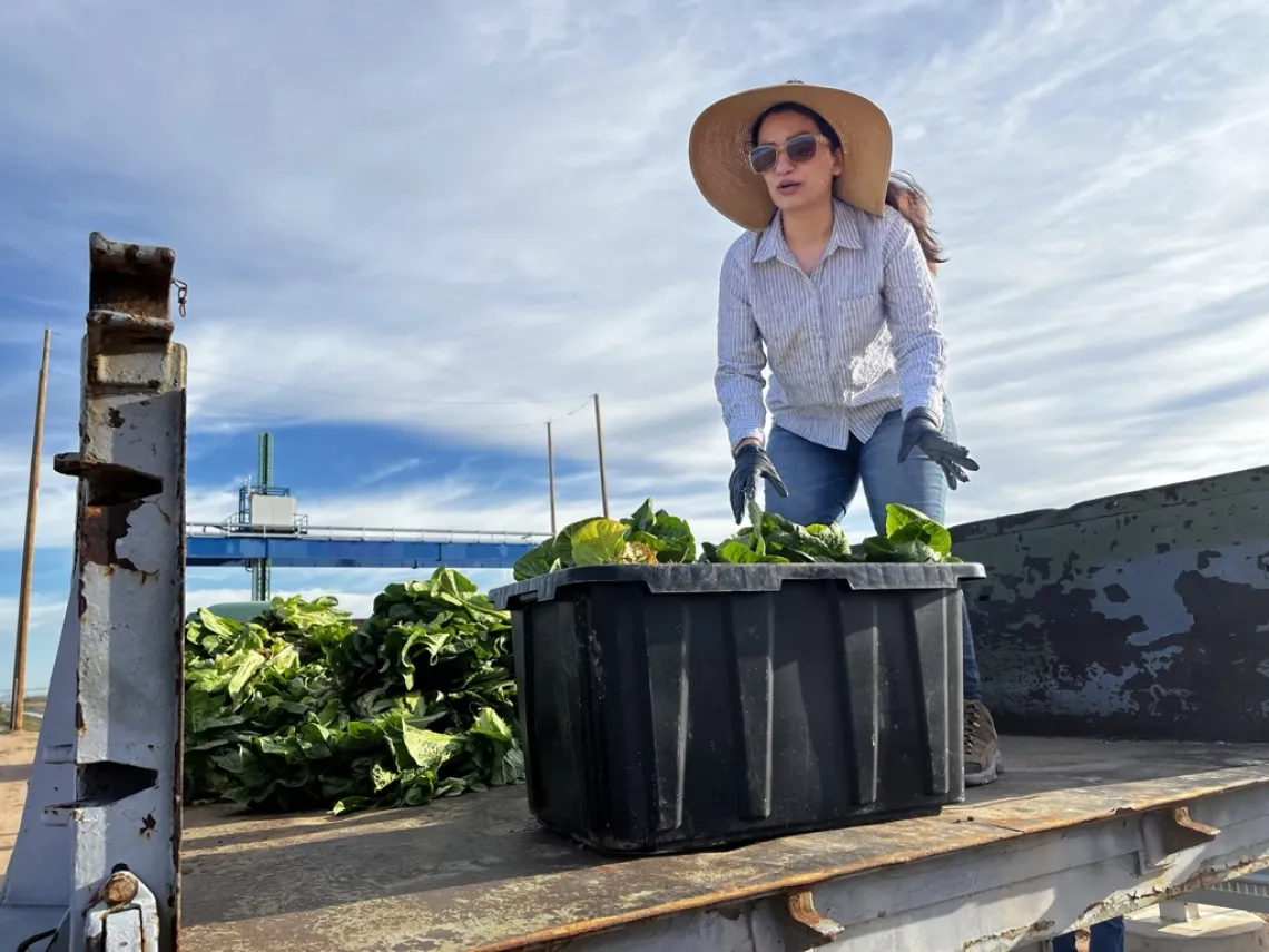 Neda harvests lettuce 